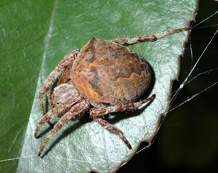 Araneus angulatus - Villorba (TV)